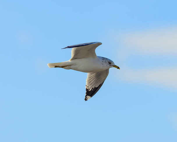 This Ring-billed Gull almost directly over me and I was lucky enough to be ready.  You can even see the small hole in the upper beak.  You can also look right into its eye as it soars down the beach.  It was early morning and high tide and that means - Photo, Image