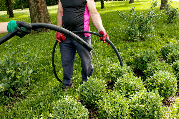 Close-up of a man hose watering plants in a city park. The municipal city service carries out work on the maintenance of green spaces. - Fotografie, Obrázek