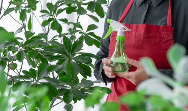 Ψεκαστήρας ή συσκευή συγκράτησης χεριών με νερό κοντά στο φυτό του σπιτιού, φροντίστε για την έννοια των φυτών. - Φωτογραφία, εικόνα