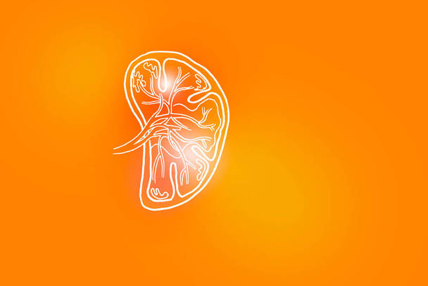 Handrawn illustration of human Spleen on positive orange background.Medical, science set with main human organs with empty copy space for text or infographic. - Fotografie, Obrázek