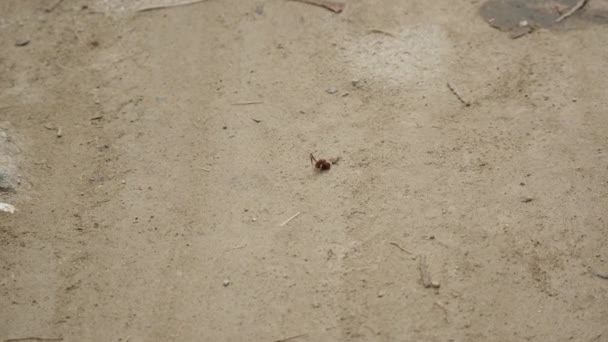Mrówka wyciąga głowę z piaszczystej ziemi w Minca, Kolumbia - Materiał filmowy, wideo