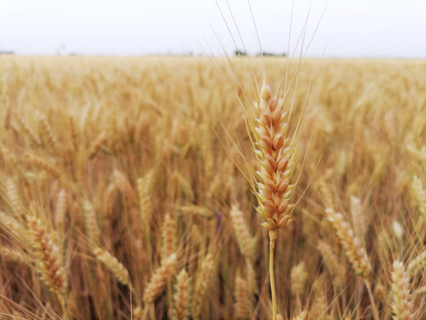 Nahaufnahme Ähren reifen goldenen Weizens. Im Hintergrund ein Getreidefeld, Horizont und Himmel. Beginn der Ernte und der landwirtschaftlichen Arbeiten - Foto, Bild