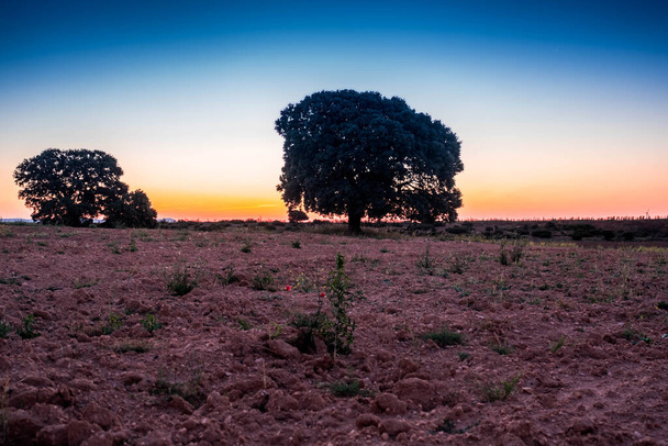 Encinas antiguas en campos de cereales en La Mancha, España, al amanecer - Foto, Imagen