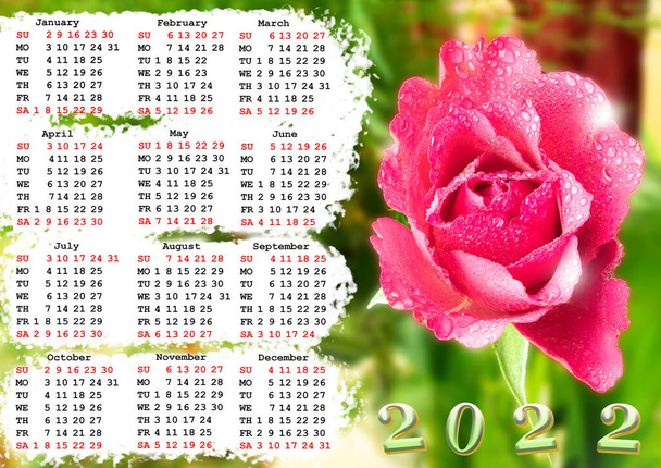 Photo of a pink rose for a wall calendar for 2022. Wall poster. - Photo, Image