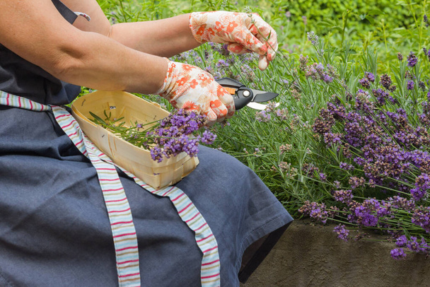 Female hands in gardening gloves hold a pruner and prune a lavender bush. Seasonal gardening. Pruning bushes. - Foto, afbeelding