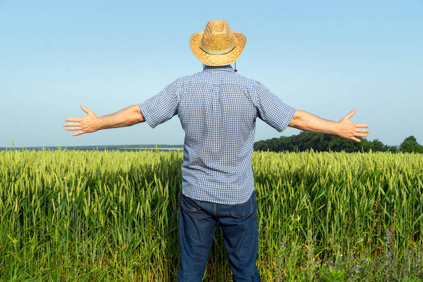 Старший фермер перевіряє пшеничне поле. Підняті руки символ хорошого врожаю
. - Фото, зображення