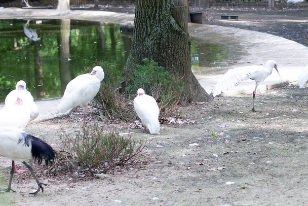 Beautiful birds. Flock Spoonbill birds are resting by the water - Photo, Image