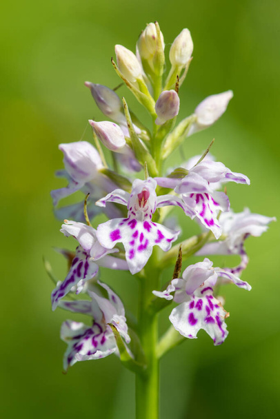 Close up of a common spotted orchid (dactylorhiza fuchsii) flower in bloom - Photo, Image
