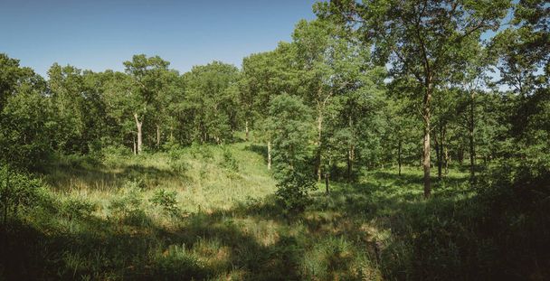 Panaramic forest vista along a trail in the Indiana Dunes State Park. - 写真・画像