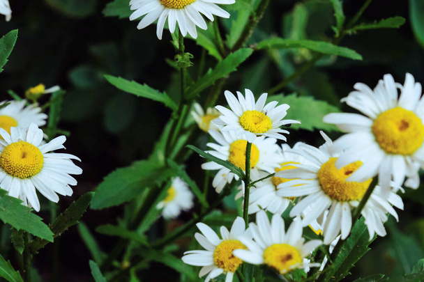 kvetoucí žluté heřmánkové květy s bílými okvětními lístky na travnatém poli, poupata v letní zahradě venku, heřmánek na louce, zblízka rostlina a bylina, květinové pozadí - Fotografie, Obrázek