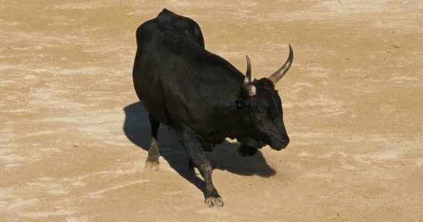 フランス、カマルグのサン・マリー・ド・ラ・メールでのフランス風の血のない闘牛コースCamargaiseと呼ばれる - 映像、動画