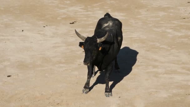 Blutloser Stierkampf französischer Prägung namens Course Camarguaise in Saintes-Maries de la Mer, Camargue, Frankreich - Filmmaterial, Video