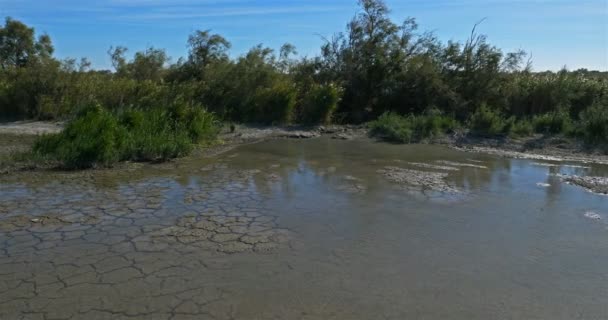 The Scamandre natural regional park , Petite Camargue, Occitanie, France. Water coming back over a  dryness soil in the Scamandre natural regional park,Gallician, Camargue, France - Footage, Video