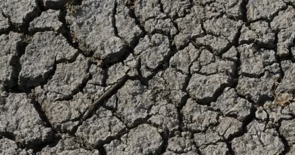 Dryness soil in the Scamandre natural regional park, Camargue, France - Footage, Video