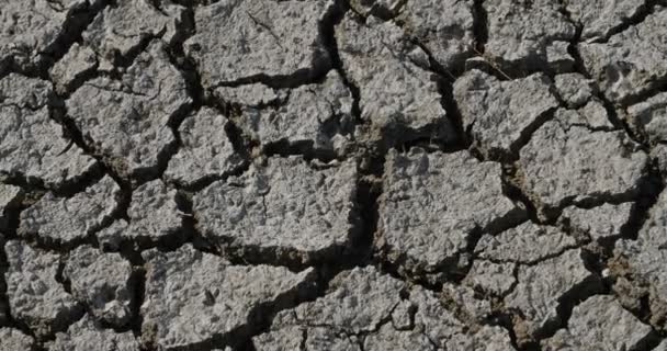 Szárazság talaj a Scamandre természeti parkban, Camargue, Franciaország - Felvétel, videó