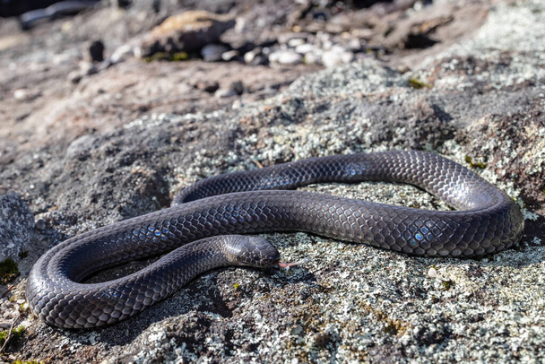 Australian Eastern Small-eyed Snake parpadeando su lengua - Foto, Imagen