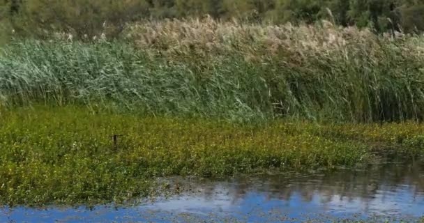 The Scamandre natural regional park ,Gallician, Petite Camargue, Occitanie, France. Wind blowing through reeds. - Footage, Video