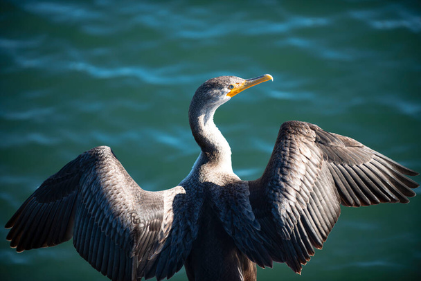Double crested Cormorant bird. Water nature background. - Photo, Image