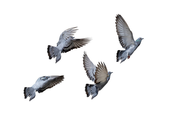 Scène de mouvement d'un groupe de pigeons rochers volant dans les airs isolés sur fond blanc avec trajectoire de coupure - Photo, image