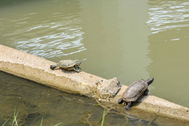 schildpadden zonnebaden op betonnen buizen in een park. - Foto, afbeelding