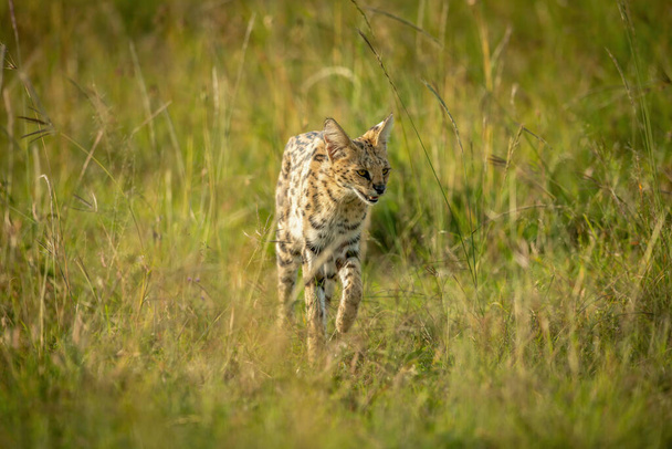 Serval spaziert durch langes Gras - Foto, Bild