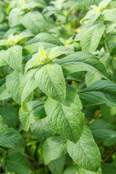 Close-up plants of green mint on the garden bed with shallow depth of field. - 写真・画像