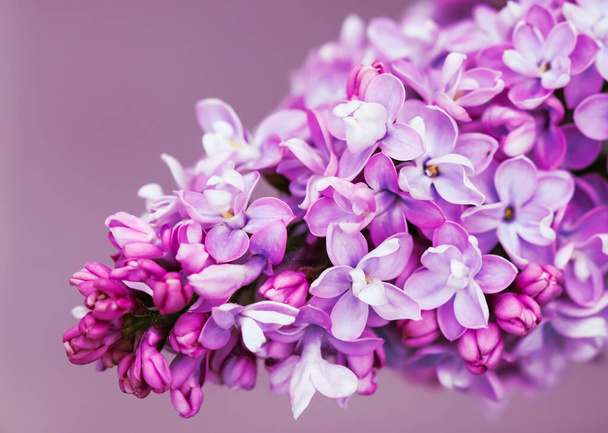 Blooming branch purple terry Lilac flower. Floral background - Фото, зображення