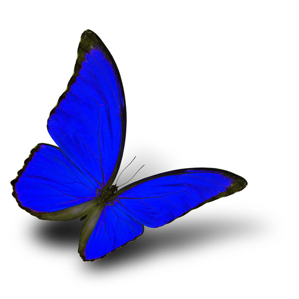 Όμορφη ιπτάμενη μπλε πεταλούδα με απαλή σκιά σε λευκό φόντο, το μπλε morpho σε φανταχτερό χρώμα προφίλ - Φωτογραφία, εικόνα