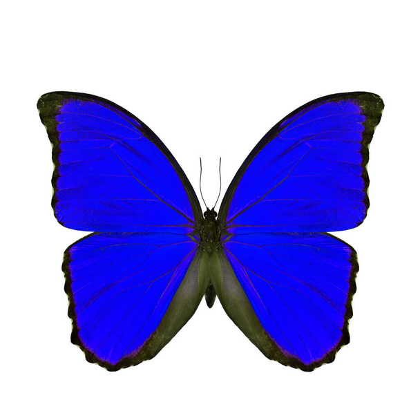 白い背景に隔離されたエキゾチックな青い蝶、派手な色のプロフィールで青いモフ蝶 - 写真・画像