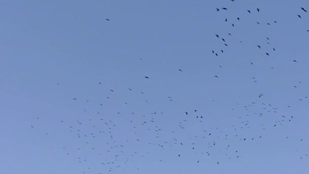 Suuri parvi mustia lintuja lentää levottomasti sinisellä taivaalla päivällä. Videokuvaa mustista harakoista taivaalla.. - Materiaali, video