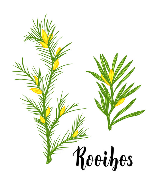 Rooibos tea plant, leaf, flower. Branch of rooibos Hand drawn color sketch illustration, line art. African rooibos tea, hot drink. Herbal tea. Isolated on white background - Вектор,изображение