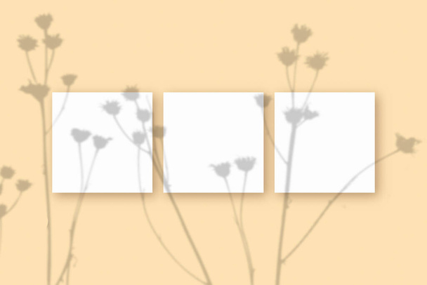 Естественный свет отбрасывает тени от растения на 3 квадратных листа белой текстурированной бумаги, лежащей на бежевом текстурированном фоне. Mockup - Фото, изображение
