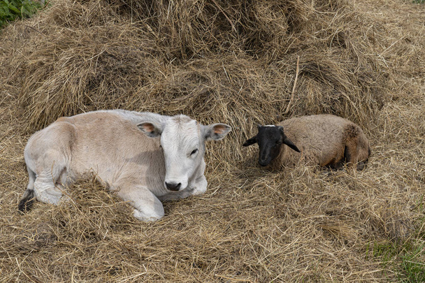 Молодой гоби и овца отдыхают на сеновале фермы. - Фото, изображение