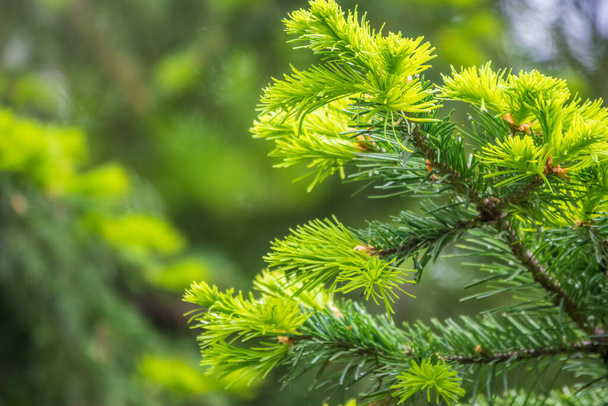 Fir branches with fresh shoots in spring. Young green shoots of spruce in the spring. Spruce branches on a green background. Young growing fir tree sprouts on branch in spring forest. - Фото, зображення