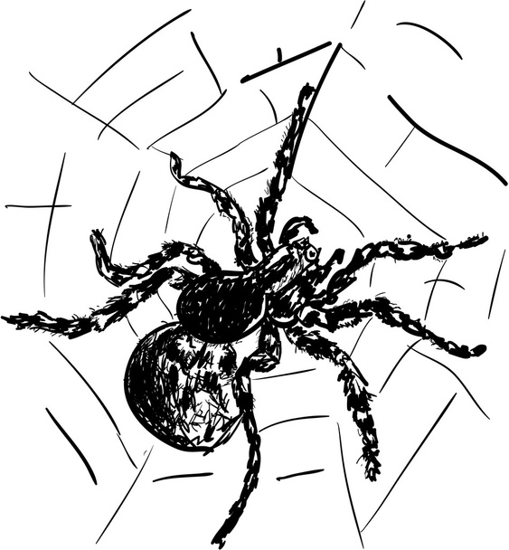 Pók - Vektor, kép