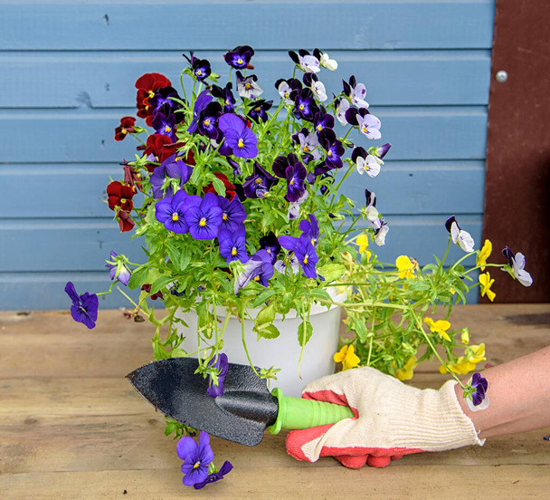 Frauenhände in Gartenhandschuhen werden bunte Stiefmütterchen pflanzen. Frühjahrskonzept - Foto, Bild