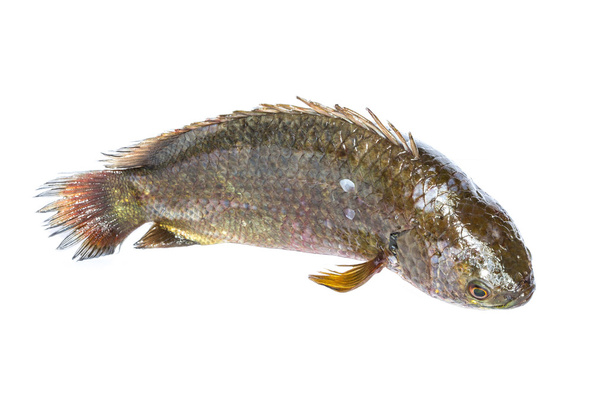 pescado fresco aislado sobre un fondo blanco - Foto, imagen