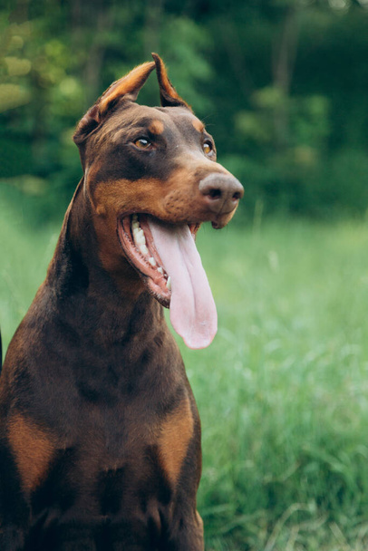 Portrait of handsome brown doberman on background of grass - Photo, Image