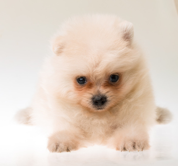 Pomeranian spitz cachorro - Foto, Imagen