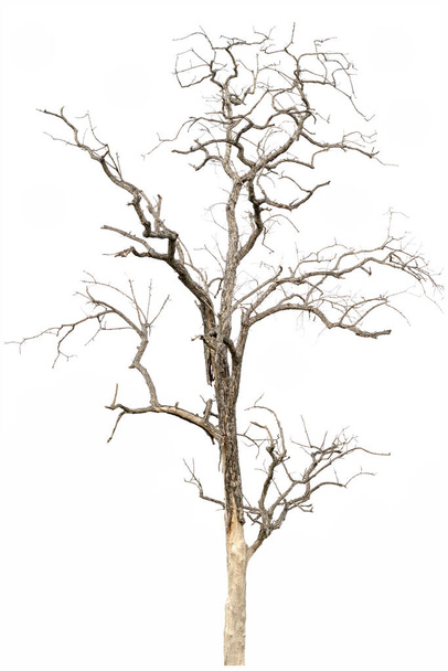 Kuru ağaç, beyaz arka planda izole edilmiş ölü ağaç - Fotoğraf, Görsel