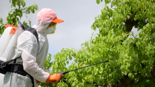 Professional puutarhuri ruiskuttamalla Garden Fungicides tappaa loistaudit sienet hänen asiakkailleen Backyard Garden.  - Materiaali, video