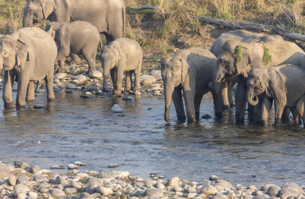 Стадо индийских слонов (Elephas maximus indicus) в лесу Джима Корбетта. - Фото, изображение