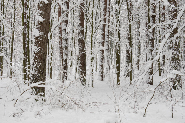 Winterlandschap van besneeuwde loofbomen met op de voorgrond eikenbomen, Bialowieza Forest, Polen, Europa - Foto, afbeelding
