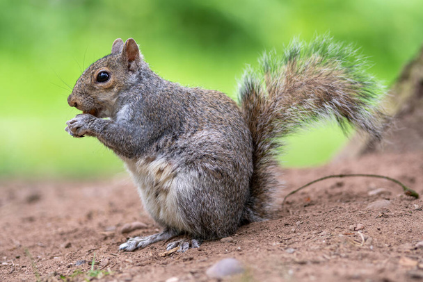 Portret pospolitej szarej wiewiórki jedzącej. - Zdjęcie, obraz