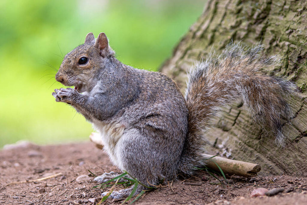 Portrait d'un écureuil gris mangeant. - Photo, image