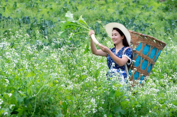 Un jeune agriculteur cueille volontiers du radis bio frais dans son jardin. Agriculture biologique. - Photo, image