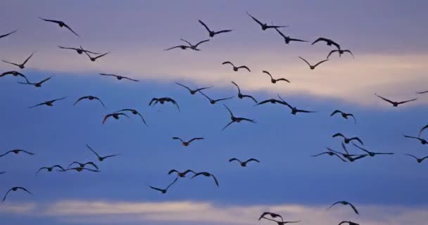Skupina Cormorants létající nad Camargue ve Francii - Záběry, video