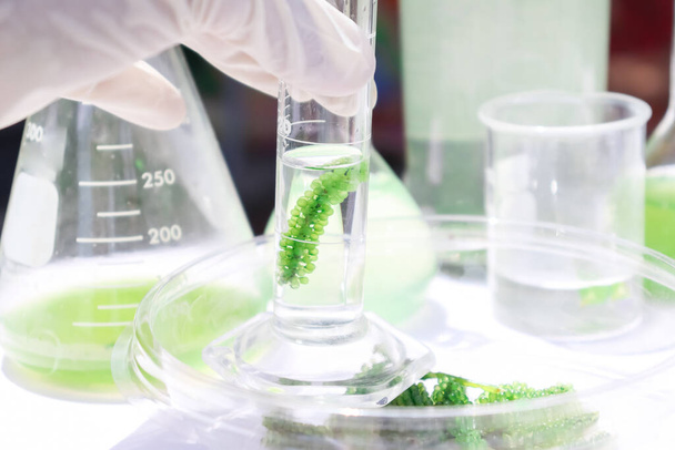 θαλάσσια σταφύλια και απλή βιολογία πειραμάτων φυτών στο εργαστήριο - Φωτογραφία, εικόνα