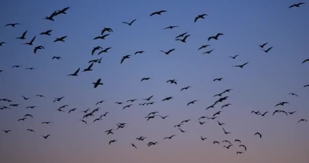 Group of Cormorants flying over the Camargue in France - Footage, Video