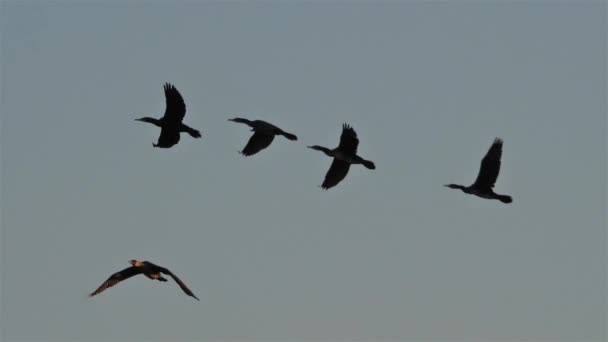 Group of Cormorants flying over the Camargue in France - Footage, Video